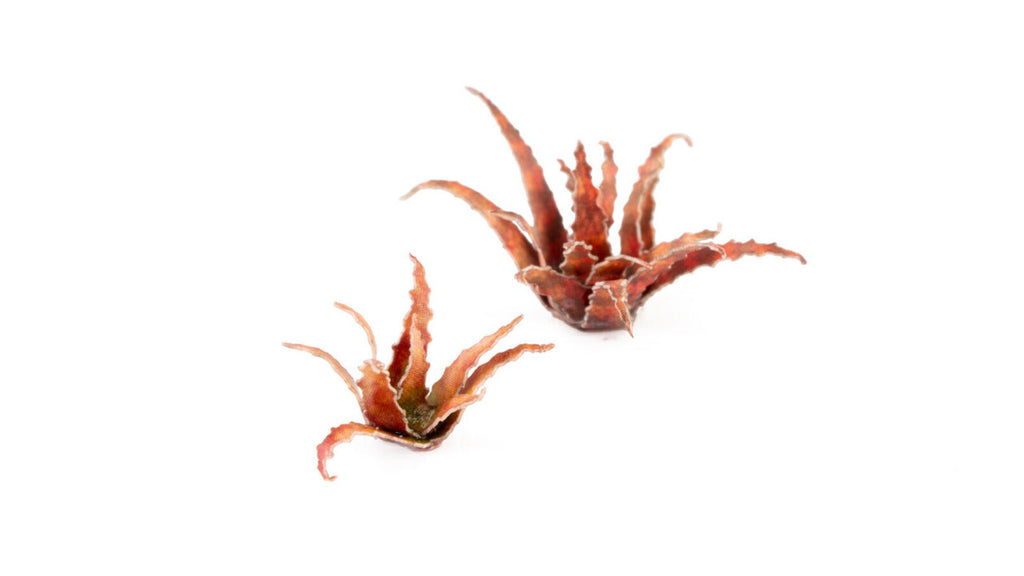Gamers Grass - Laser Plants - Red Aloe (Static Tufts)